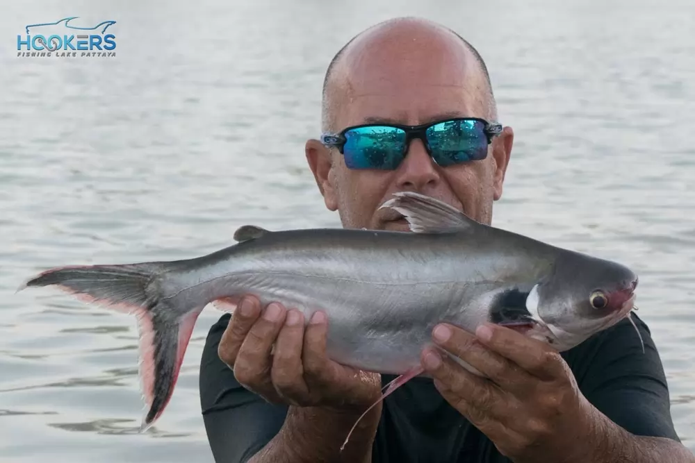 Black Eared Catfish 1