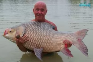 Siamese Carp Giant Barb 1 300x200 1