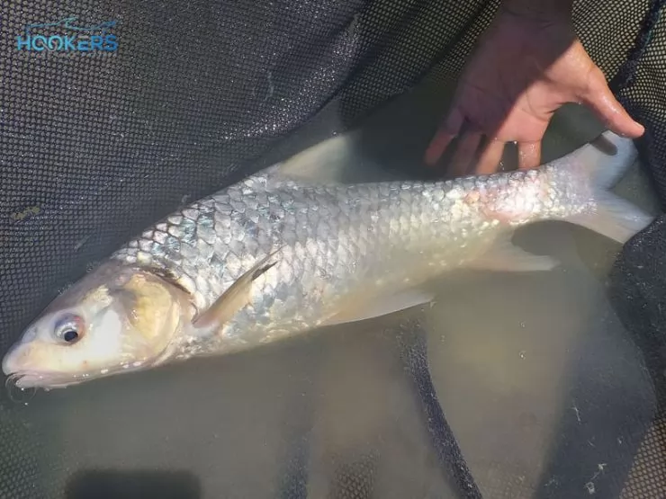 Soldier River Barb 1 740x555 1