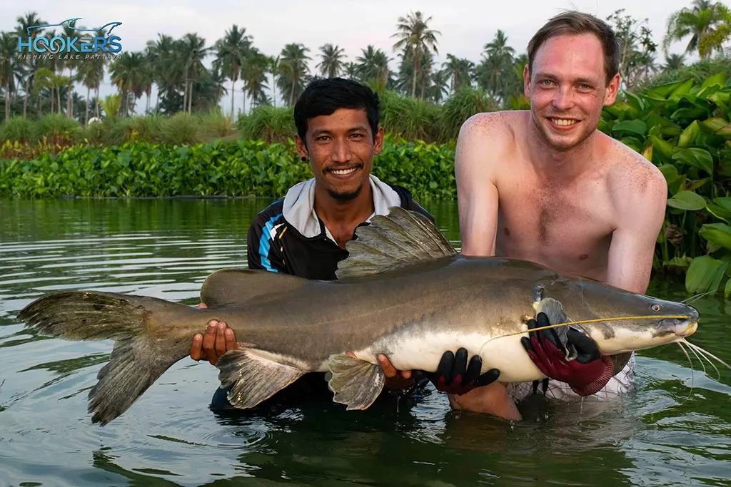 Salween Catfish 3 1024